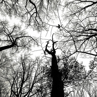photograph of silhouetted winter trees