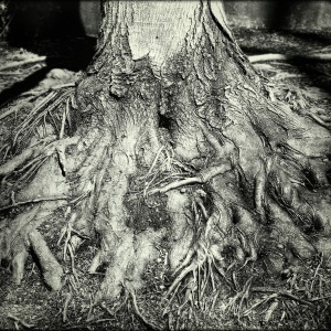 photograph of tree roots